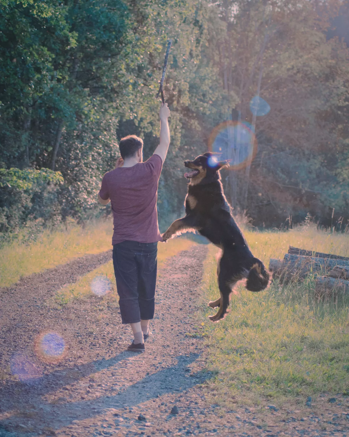 Chien qui saute pour jouer avec son maitre