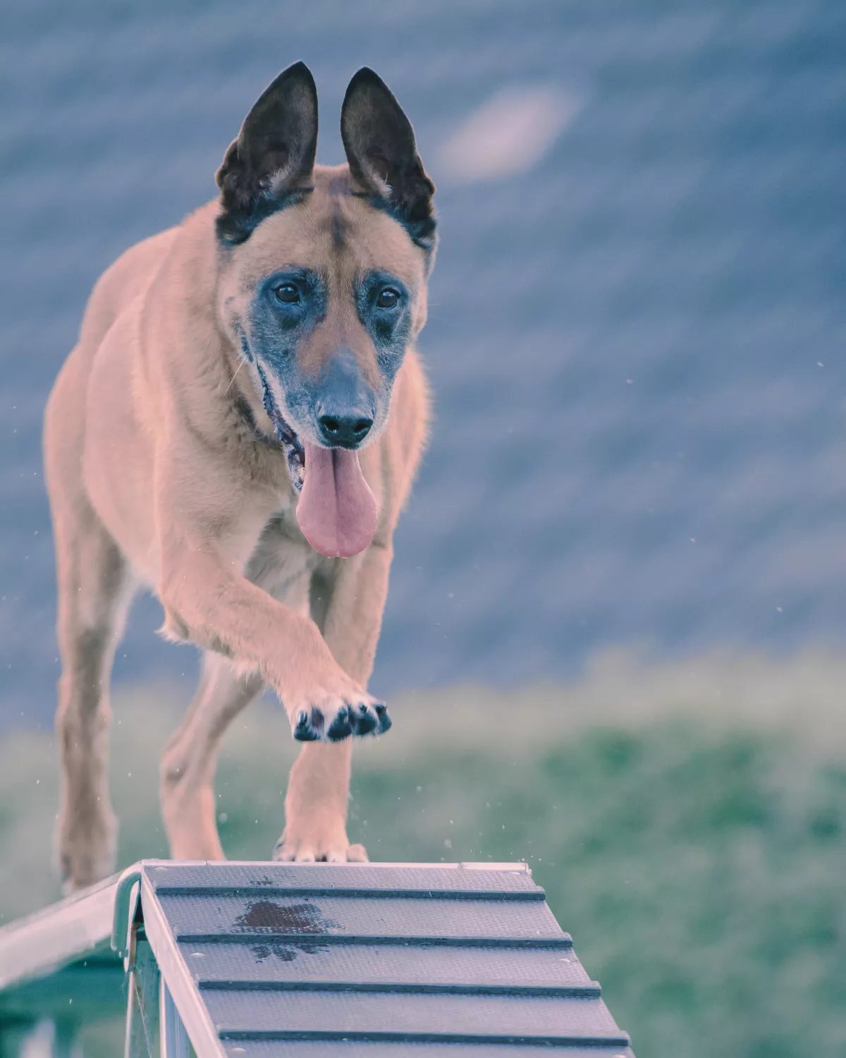Chien agility