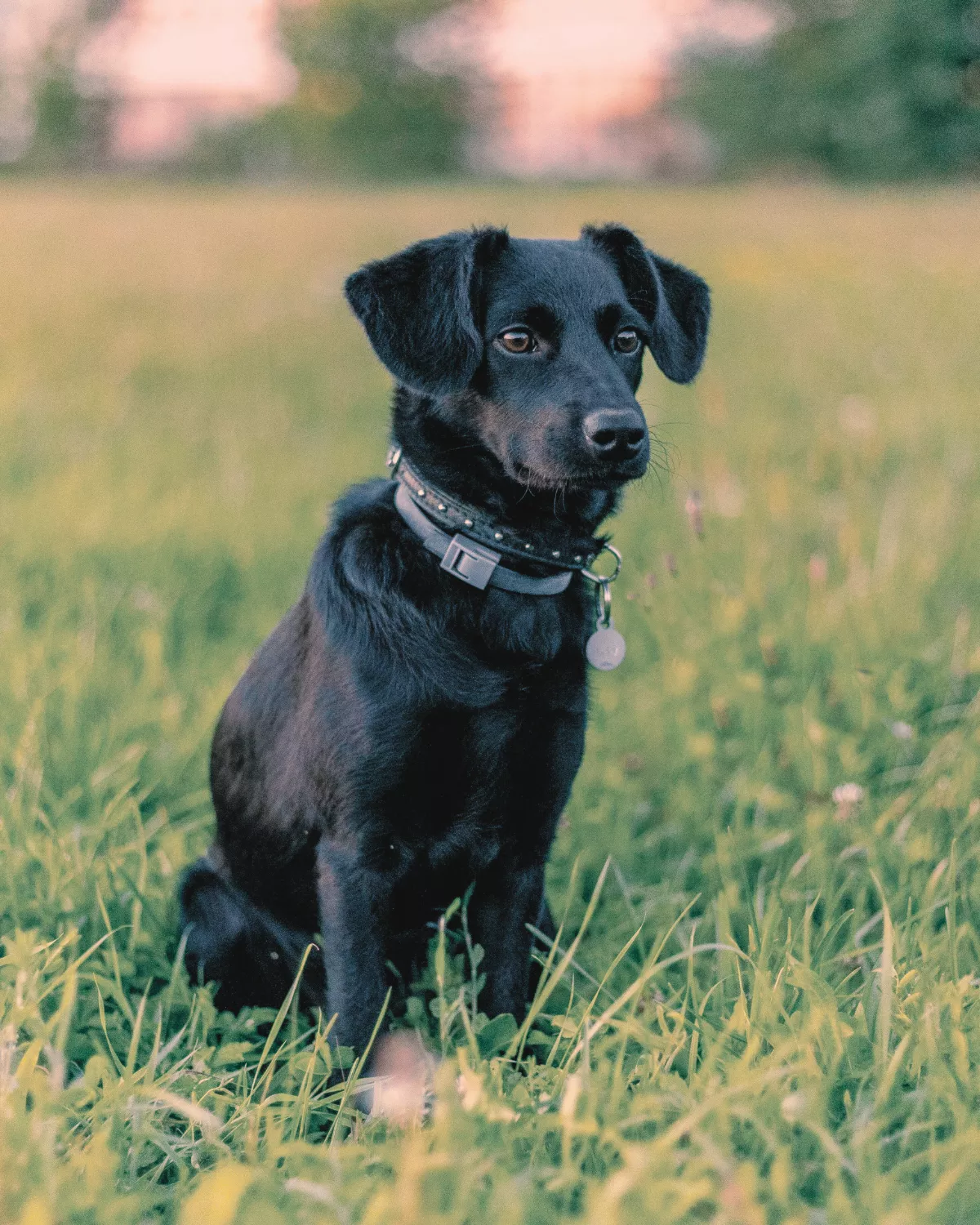 Chien assis dans l'herbe