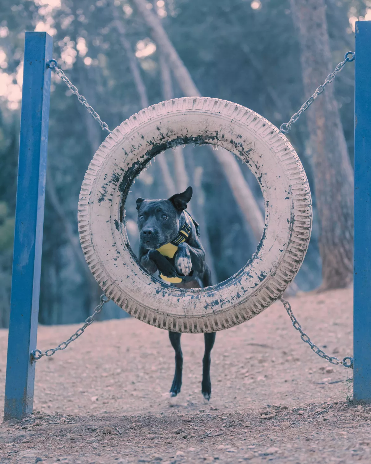 Chien qui saute agility