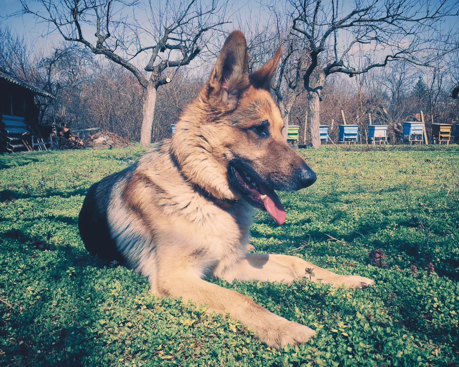 Chien couché dans l'herbe