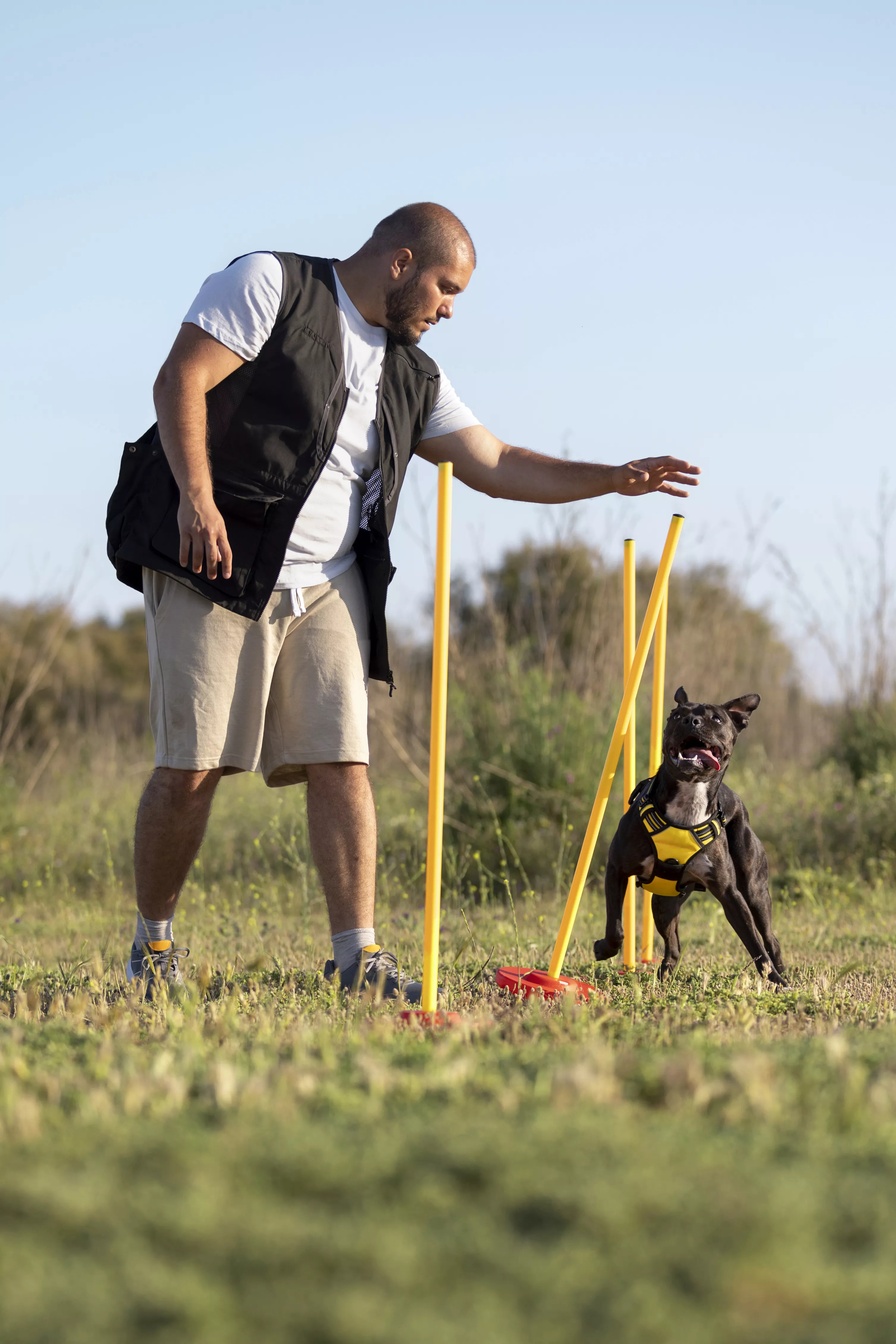 Chien dresssage